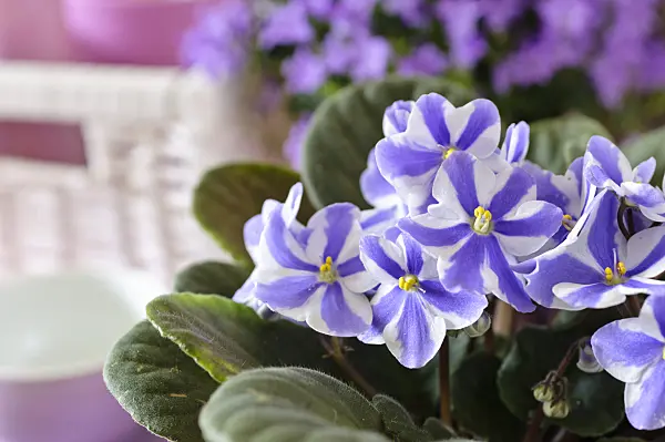 484011 - African violet (Saintpaulia ionantha)