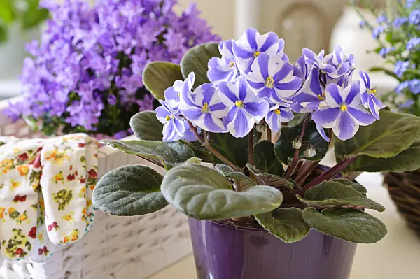 484048 - African violet (Saintpaulia ionantha)