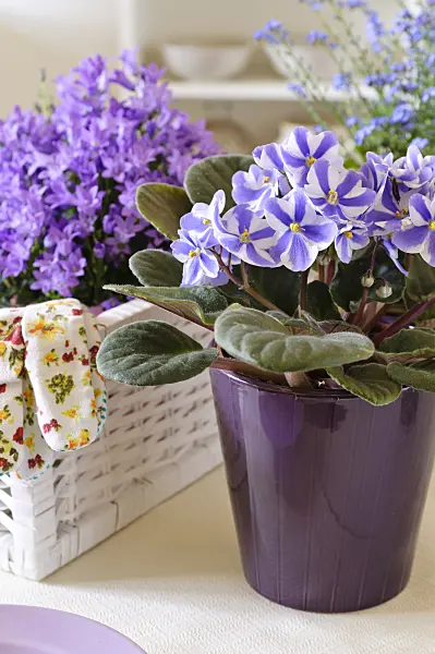 484049 - African violet (Saintpaulia ionantha)