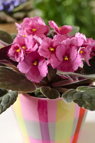 484173 - African violet (Saintpaulia ionantha)
