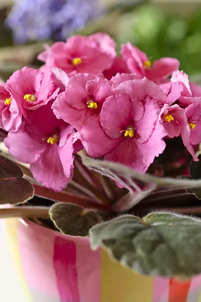 484174 - African violet (Saintpaulia ionantha)