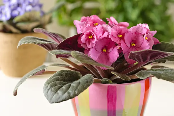 484175 - African violet (Saintpaulia ionantha)