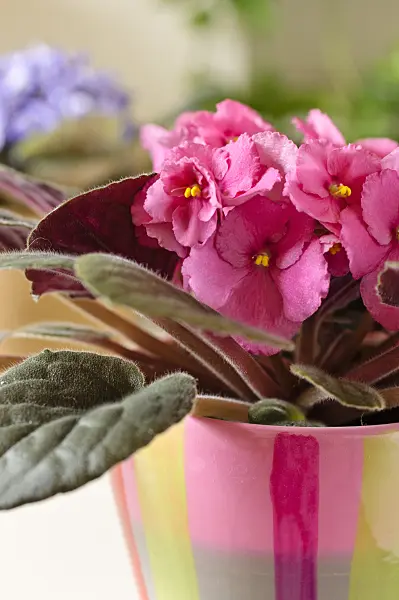 484176 - African violet (Saintpaulia ionantha)
