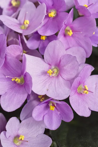 512026 - African violet (Saintpaulia ionantha)