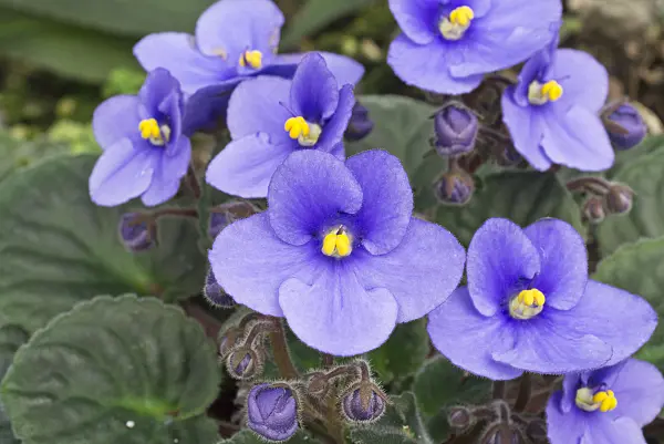 608008 - African violet (Saintpaulia ionantha)