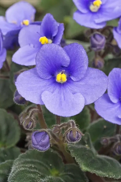 608009 - African violet (Saintpaulia ionantha)