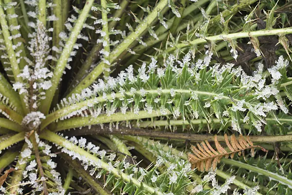 565026 - Afrikanische Distel (Berkheya cirsifolia) mit Raureif