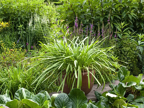 462063 - Agapanthe africaine (Agapanthus africanus), véronique de Virginie (Veronicastrum virginicum syn. Veronica virginica), salicaire commune (Lythrum salicaria), eupatoire (Eupatorium) et bergénie (Bergenia)