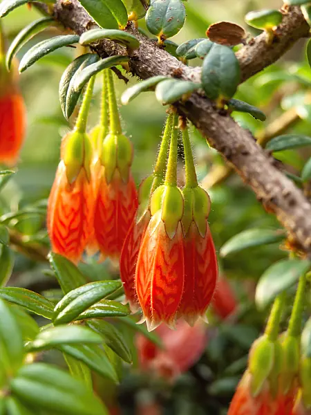 433169 - Agapetes serpens