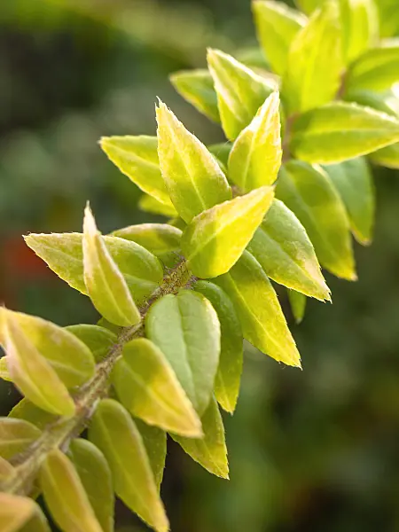 433170 - Agapetes serpens