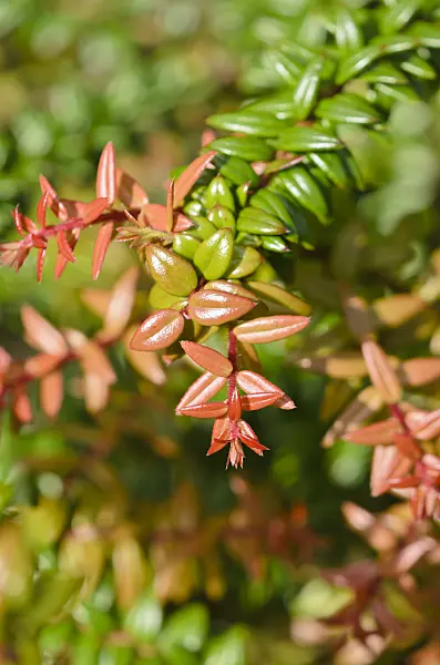 535189 - Agapetes serpens