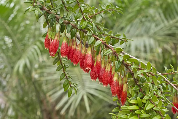 601002 - Agapetes serpens