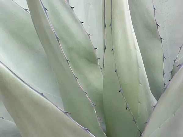 408010 - Agave