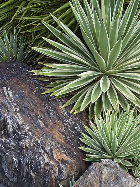 455065 - Agave