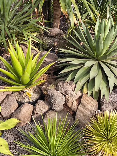 401002 - Agave (Agave)