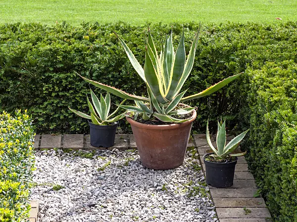 463120 - Agave (Agave)