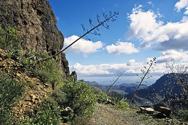 397020 - Agave (Agave americana), Gran Canaria, Spain