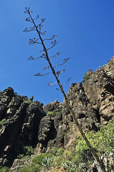 397021 - Agave (Agave americana), Gran Canaria, Spain