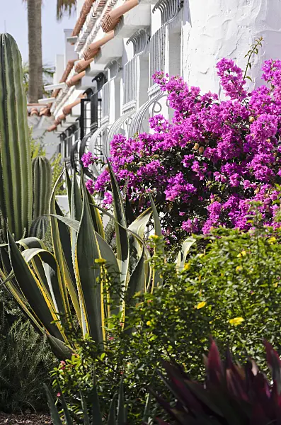 564049 - Agave (Agave) and Bougainvillea
