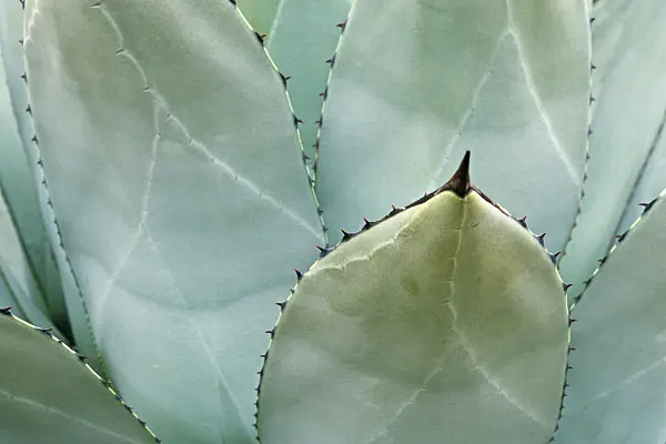 375058 - Agave (Agave flexispina)