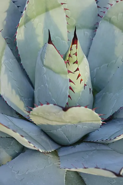 492004 - Agave (Agave parrasana)