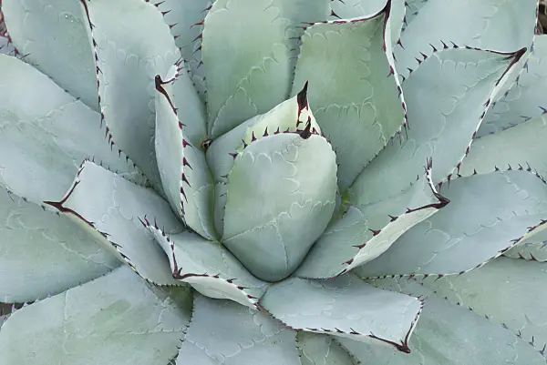 551015 - Agave (Agave parrasana)