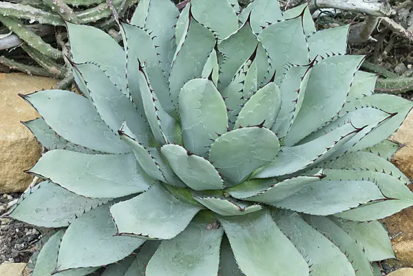 559004 - Agave (Agave parrasana)