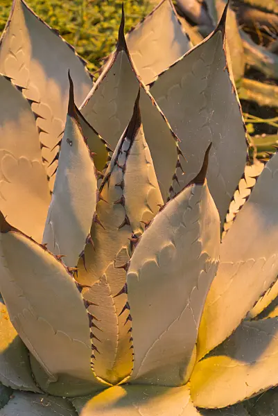 607263 - Agave (Agave parrasana)