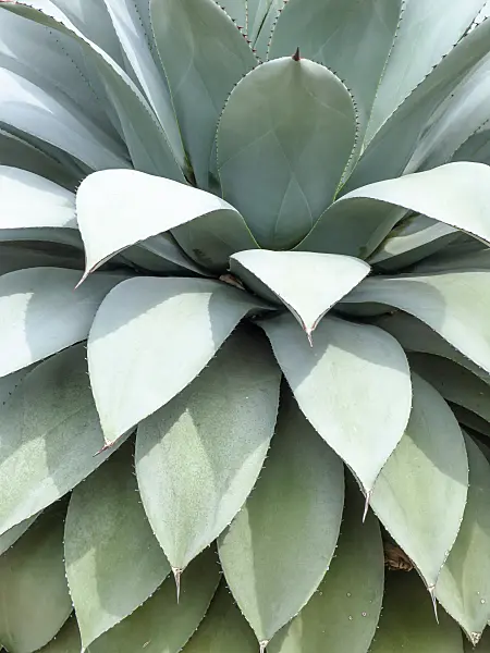 437422 - Agave (Agave parryi)