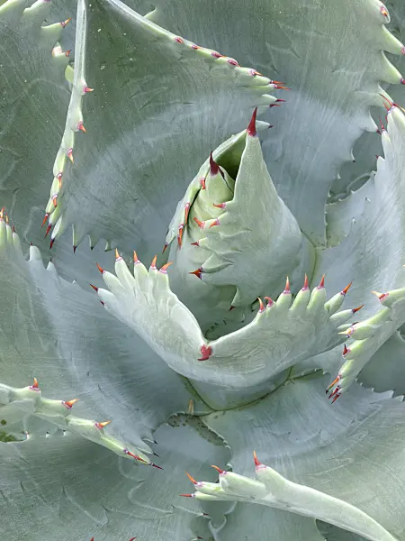 408009 - Agave (Agave potatorum)