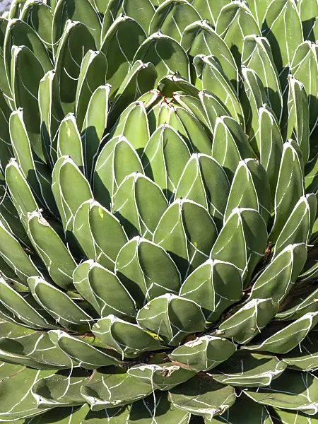 437262 - Agave (Agave victoriae-reginae)