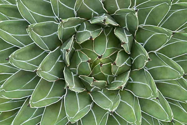 607264 - Agave (Agave victoriae-reginae)