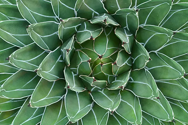 672015 - Agave (Agave victoriae-reginae)