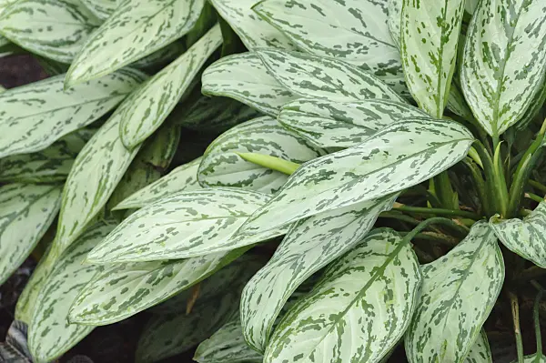 466108 - Aglaonema commutatum 'Parrot Jungle'