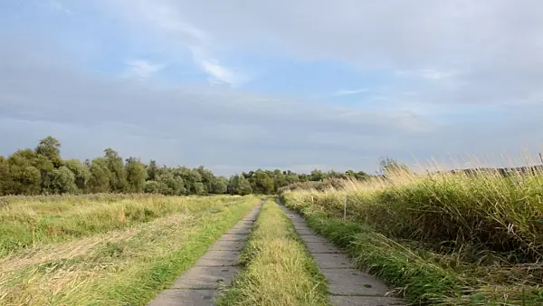500066 - Agricultural road across flood meadows, Lower Oder Valley National Park, Germany
