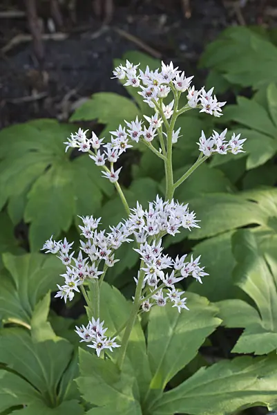 601048 - Ahornblatt (Mukdenia rossii syn. Aceriphyllum rossii)