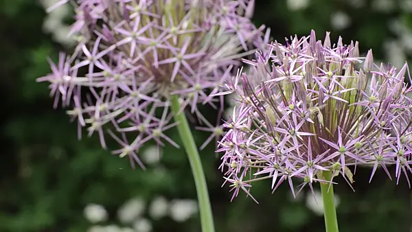 496350 - Ail à boule étoilée (Allium christophii)