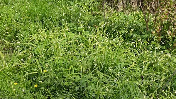 507126 - Ail (Allium paradoxum)