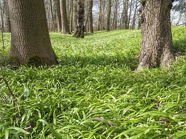 509206 - Ail (Allium paradoxum)