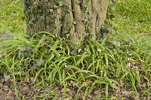 555053 - Ail (Allium paradoxum)