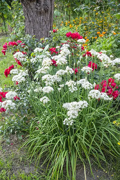 625056 - Ail blanc (Allium zebdanense syn. Allium neapolitanum)