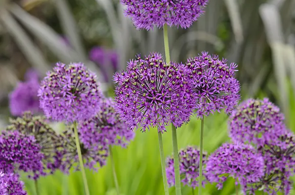 533484 - Ail d'ornement (Allium)