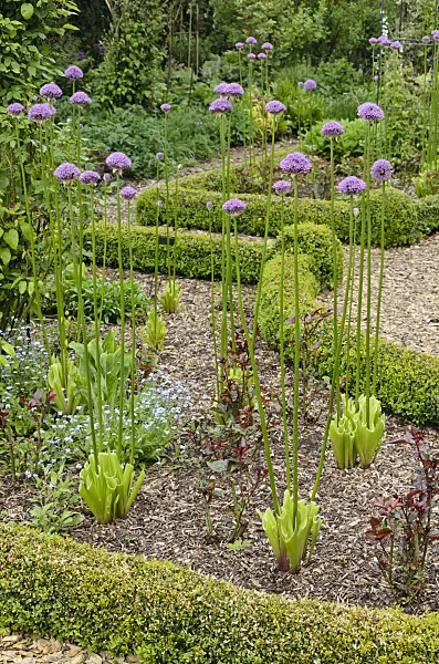 544126 - Ail d'ornement (Allium) avec des feuilles coupées