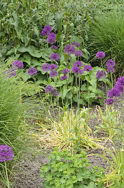 544135 - Ail d'ornement (Allium) avec des feuilles fanées