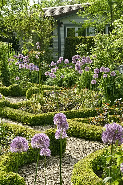 556064 - Ail d'ornement (Allium) et buis (Buxus) dans une roseraie