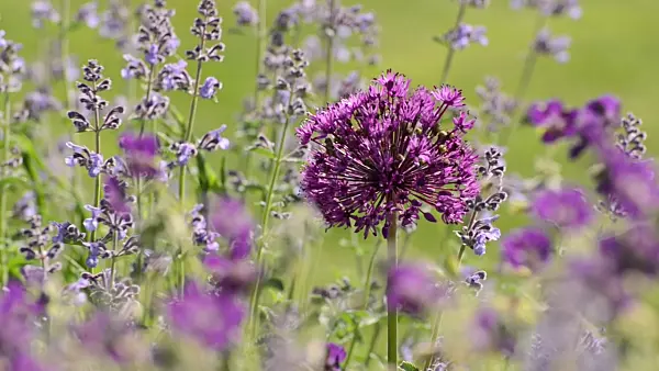 496294 - Ail d'ornement (Allium) et menthe aux chats (Nepeta)