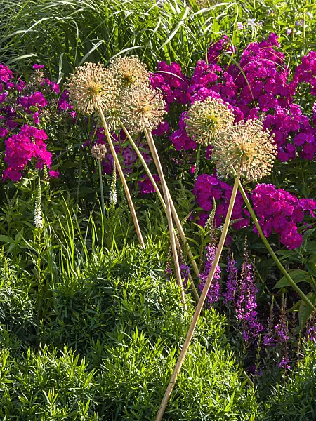 403044 - Ail d'ornement (Allium) et Phlox