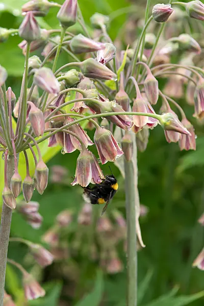 664272 - Ail de Sicile (Allium siculum syn. Nectaroscordum siculum subsp. bulgaricum)