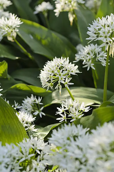 496095 - Ail des ours (Allium ursinum)