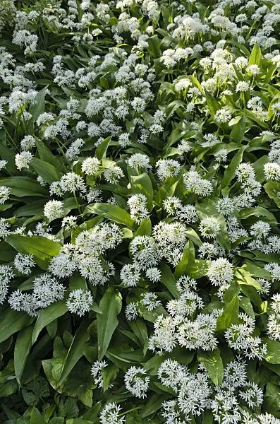 496097 - Ail des ours (Allium ursinum)